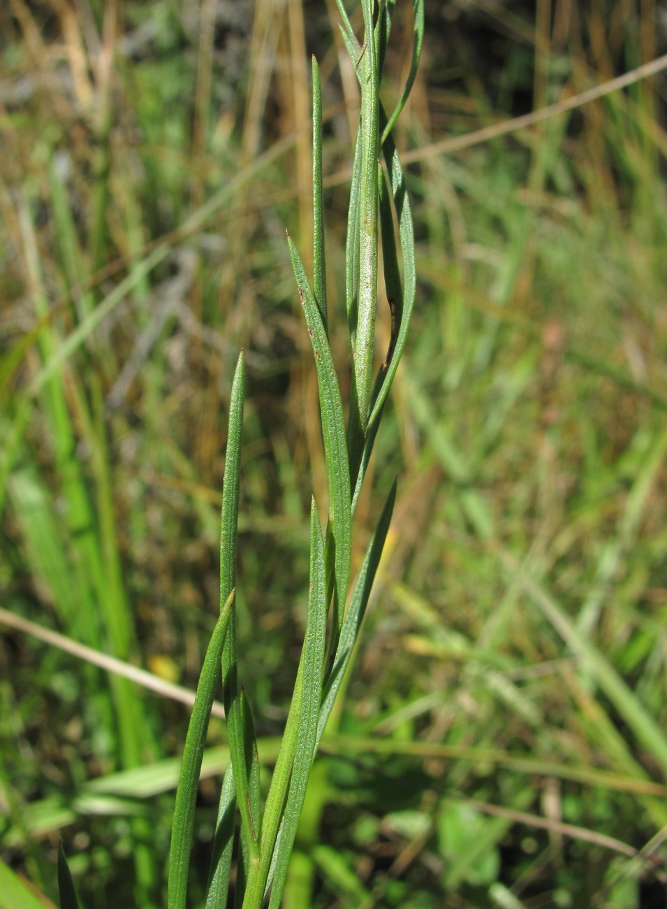 Image of Galatella linosyris specimen.