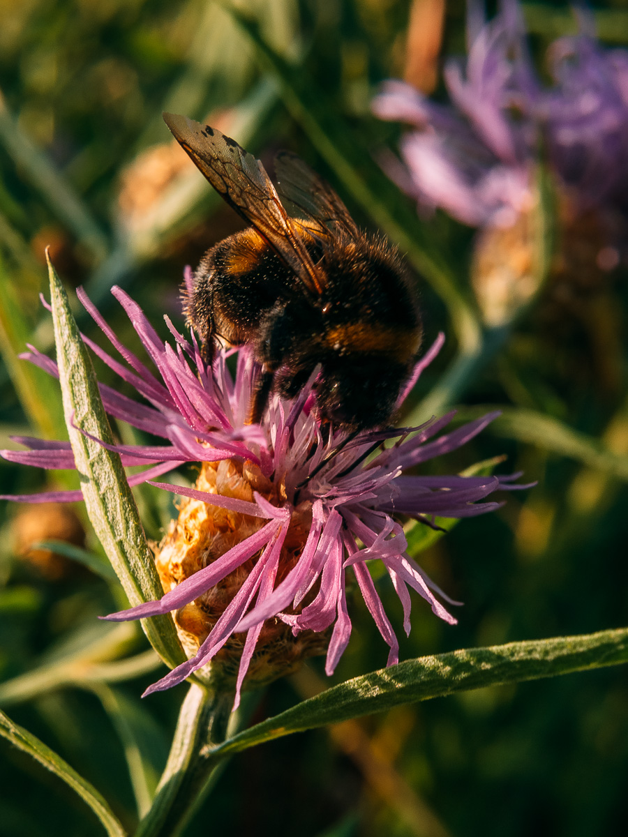 Изображение особи Centaurea jacea.