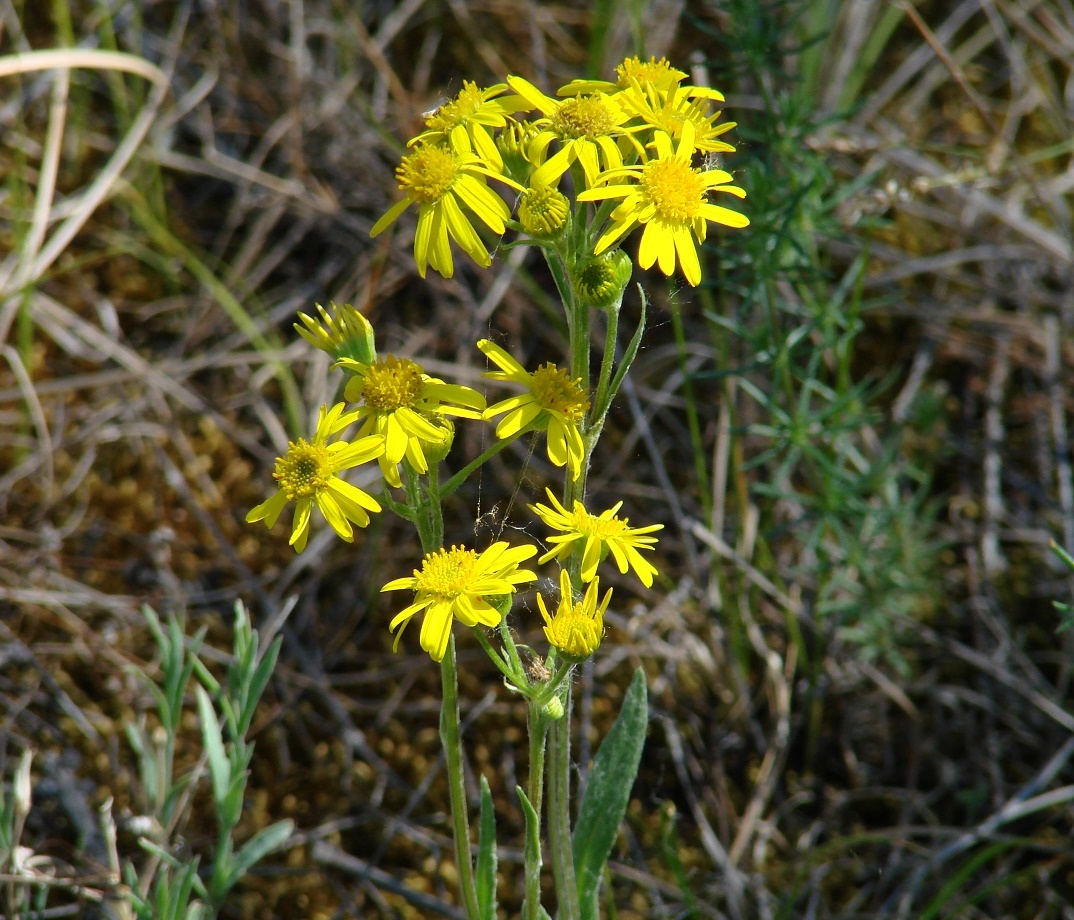 Изображение особи Tephroseris integrifolia.