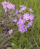 Primula serrata