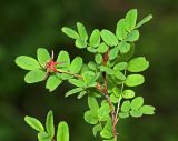 Rosa spinosissima. Верхушка побега с незрелым плодом (Rosa gracilipes Chrshan.). Приморский край, Кавалеровский р-н, окр. пгт Кавалерово, памятник природы \"Скала Дерсу-Узала\", в редколесье на северном склоне скалы. 21.06.2018.