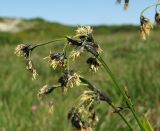 Scirpus maximowiczii. Верхушка побега с соцветием. Магаданская обл., окр. г. Магадан, п-ов Старицкого, сырая осоково-кустарничковая тундра. 07.07.2018.