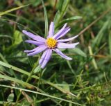 Aster bessarabicus. Соцветие. Ставропольский край, окр. г. Кисловодск, Берёзовское ущелье, луг на склоне ущелья. 15.09.2018.