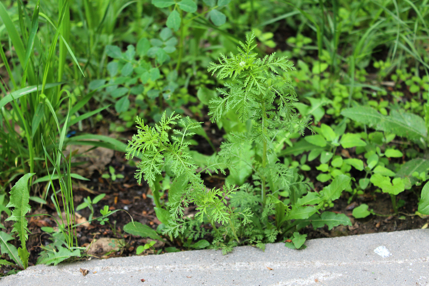 Изображение особи Achillea nobilis.