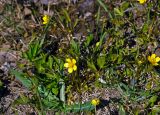 Ranunculus repens