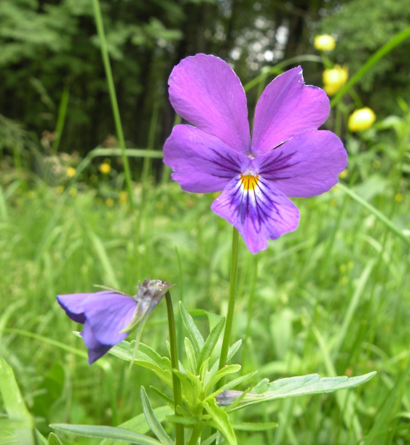 Изображение особи Viola declinata.