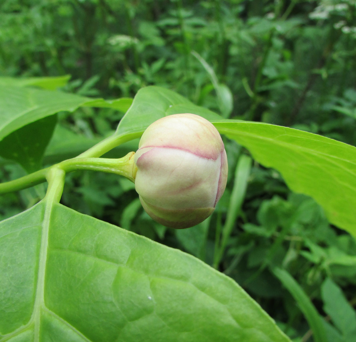 Изображение особи Calycanthus chinensis.