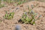 Myosotis micrantha