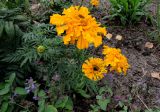 Tagetes erecta