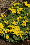 Caltha palustris