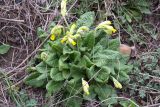 Primula macrocalyx