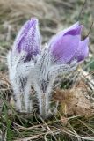 Pulsatilla taurica