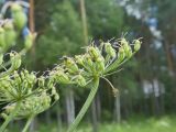 Laserpitium latifolium