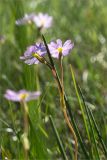 Primula finmarchica. Верхушка побега с соцветием. Карелия, Лоухский р-н, окр. пос. Чкаловский, берег Белого моря, сырой приморский луг. 11.06.2020.