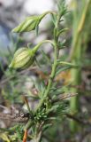 Fumana procumbens