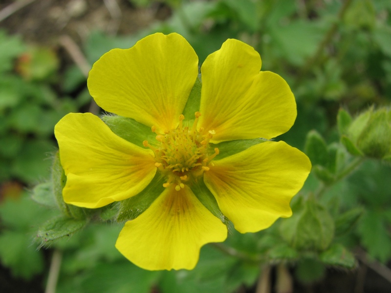 Изображение особи Potentilla megalantha.