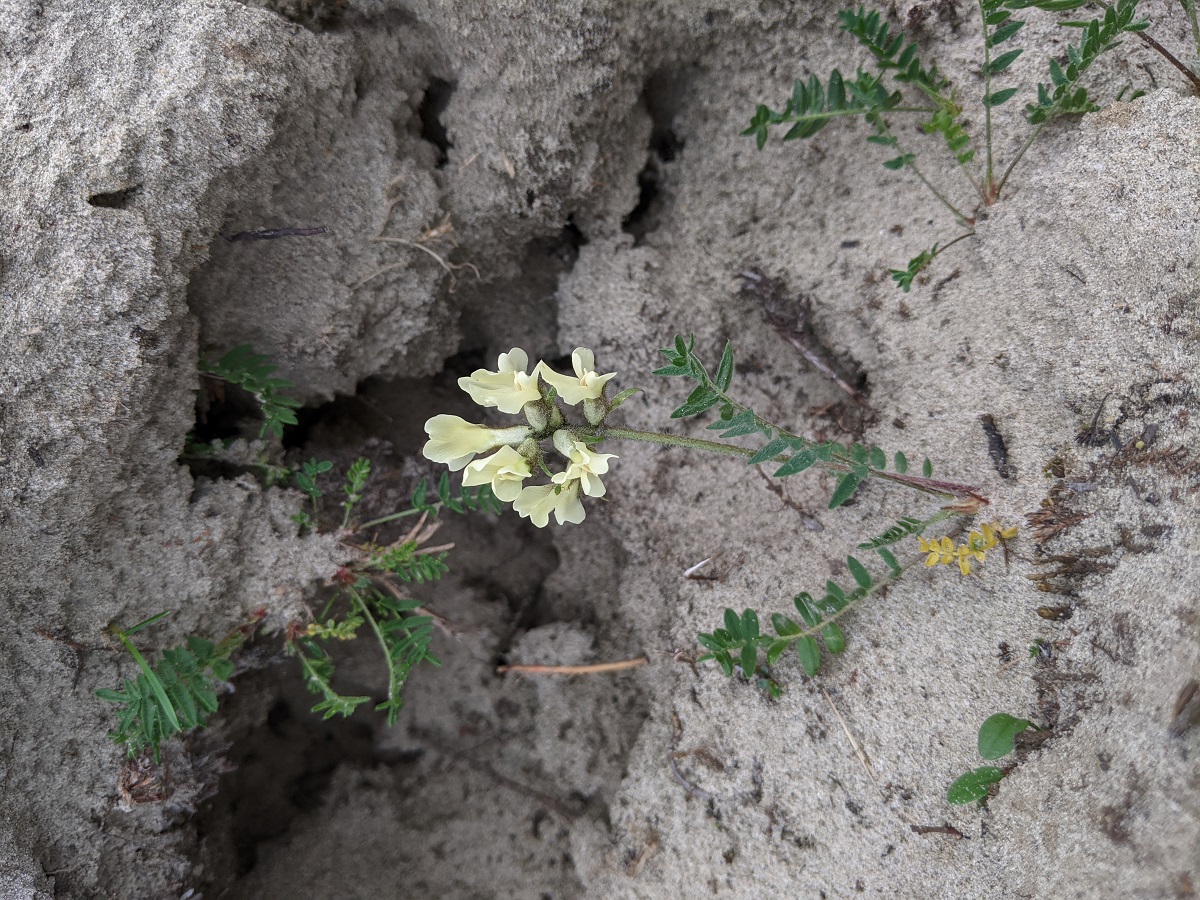 Изображение особи Oxytropis sordida.