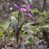 Erythronium sibiricum