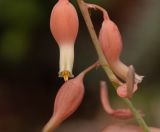 Gasteria obliqua