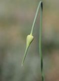 Allium atroviolaceum