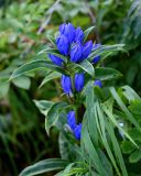 Gentiana triflora