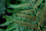 Athyrium monomachii