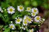 Erigeron annuus. Соцветия. Чечня, Веденский р-н, долина р. Ахкичу, опушка широколиственного леса. 26.07.2022.