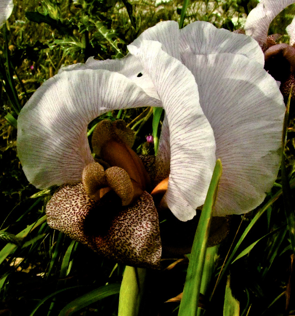 Изображение особи Iris lortetii.