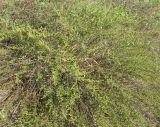 Artemisia arenaria