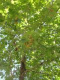 Platanus orientalis. Часть кроны плодоносящего дерева. Зап. Крым, г. Саки, посадки вдоль улицы. 29.08.2011.