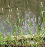 Persicaria maculosa