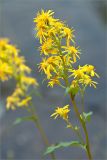 Solidago virgaurea подвид lapponica. Верхушка цветущего растения. Кольский п-ов, Хибины, берег протоки между оз. Каменное и оз. Гольцовое. 02.08.2012.