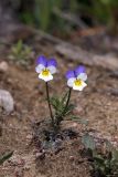 Viola tricolor