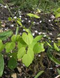 Thalictrum filamentosum