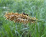 Carex vesicaria