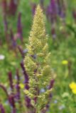 Calamagrostis epigeios. Соцветие. Ростовская обл., Неклиновский р-н, Андреево-Мелентьевское с/п, балка Сухая. 13.06.2013.