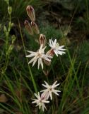 Silene jeniseensis