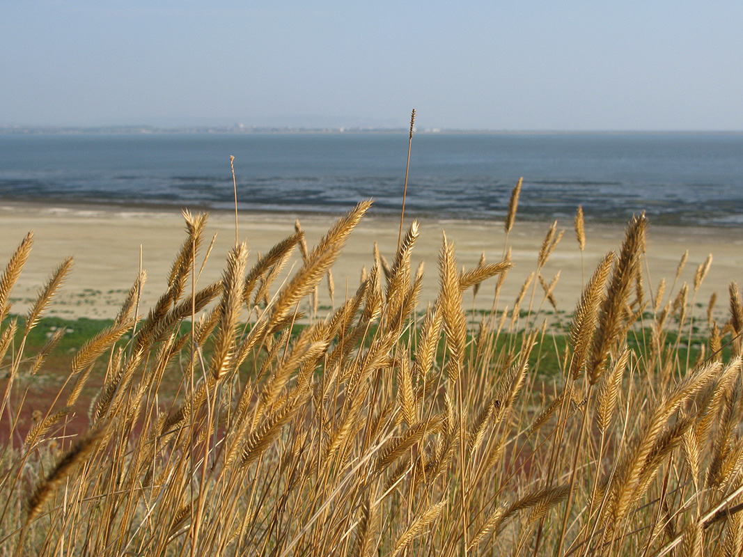 Изображение особи Agropyron pectinatum.