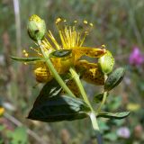 Hypericum maculatum. Верхушка растения с цветком и бутонами. Свердловская обл., окр. г. Североуральск, район скал Три Брата, разнотравный луг возле соснового леса. 07.07.2013.