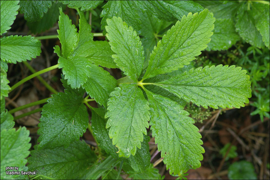 Изображение особи Potentilla umbrosa.