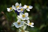 Anemonastrum sibiricum