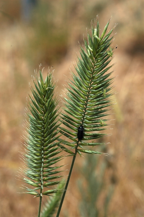 Изображение особи Agropyron pectinatum.