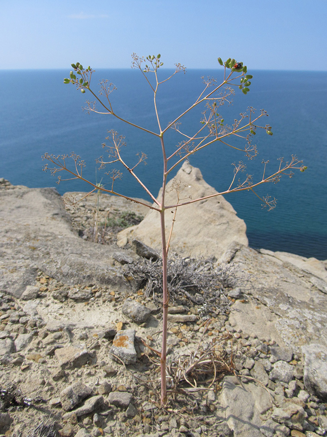 Изображение особи Ferula caspica.