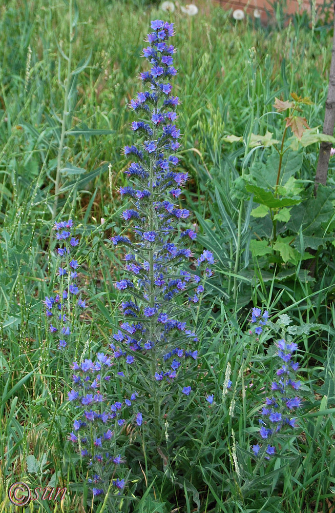 Изображение особи Echium vulgare.