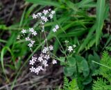 Gypsophila pacifica. Верхушка цветущего растения. Приморье, Сихотэ-Алинский заповедник, бухта Голубичная, луговой склон на опушке дубового леса. 06.08.2012.