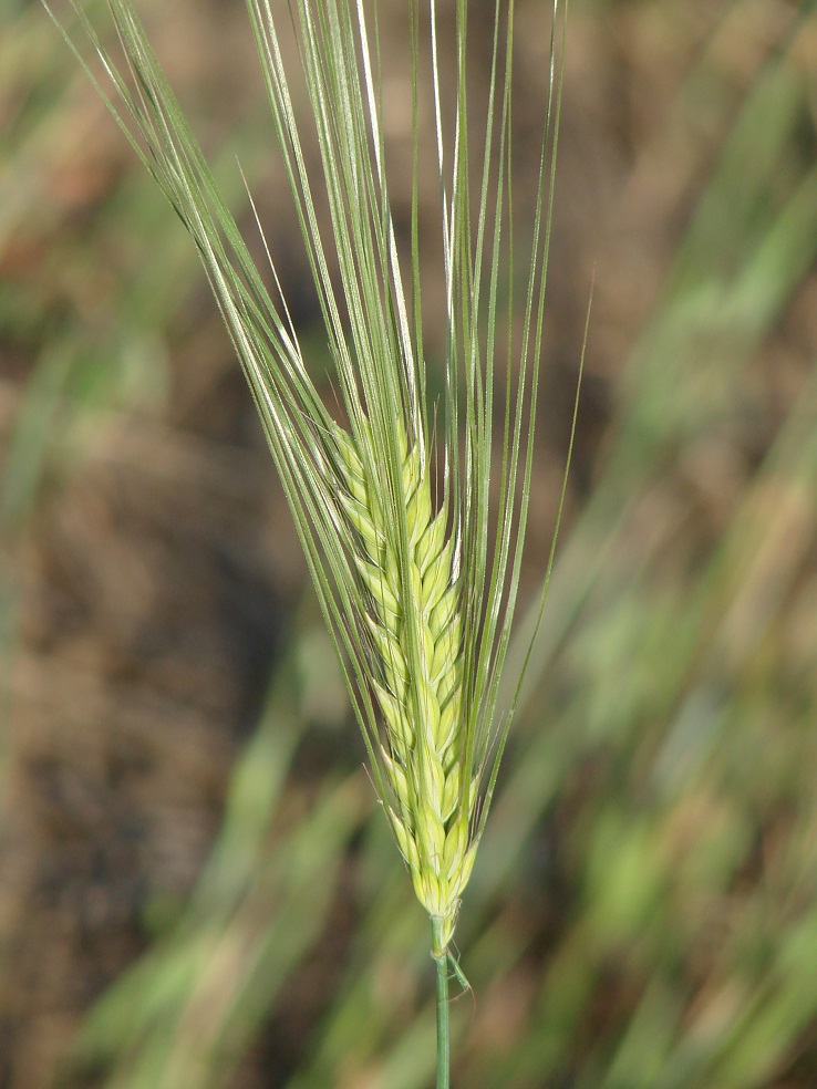 Изображение особи Hordeum vulgare.