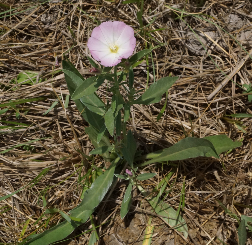 Изображение особи Convolvulus lineatus.