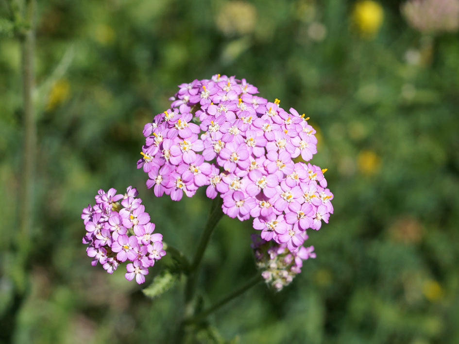 Изображение особи Achillea millefolium.