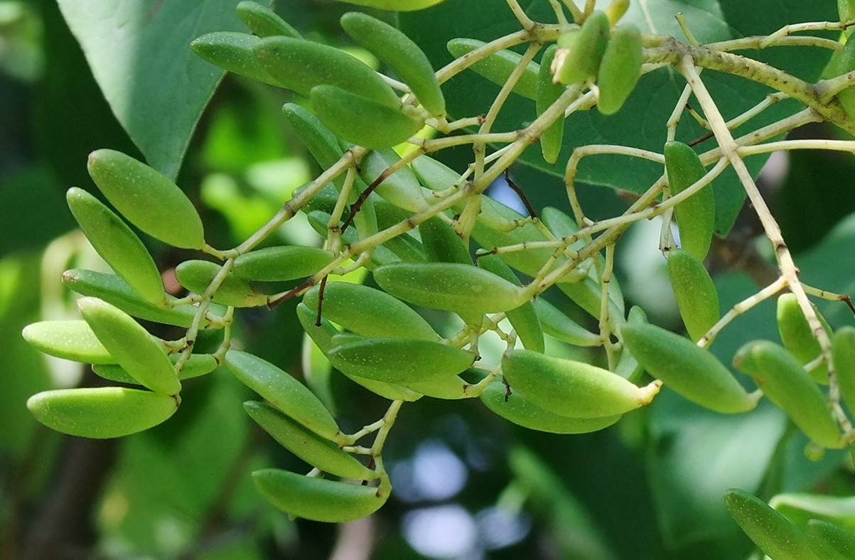 Изображение особи Syringa amurensis.