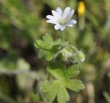 Geranium molle